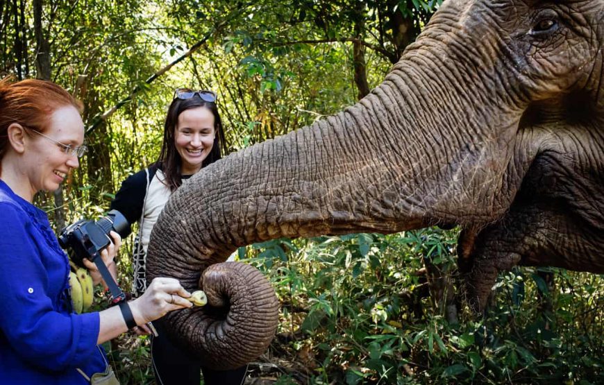 Elephant Adventure Tour