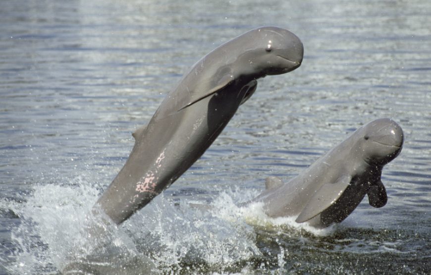 Dolphin Habitat