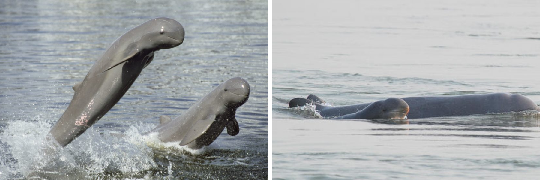Dolphin Habitat